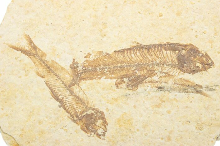 Fossil Fish (Knightia) Mortality Plate - Wyoming #375382